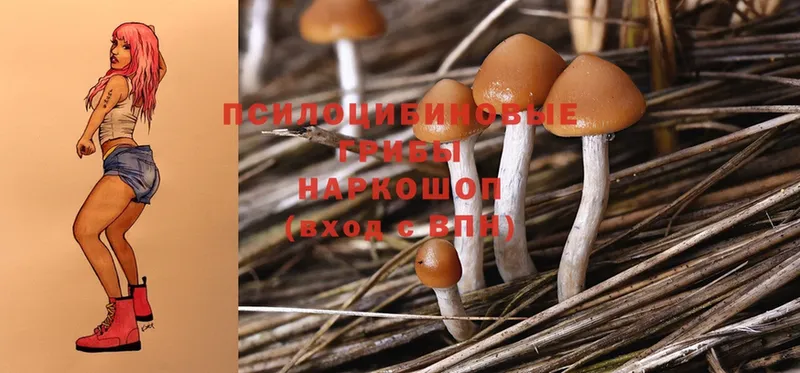 Псилоцибиновые грибы Psilocybe  магазин  наркотиков  Нурлат 